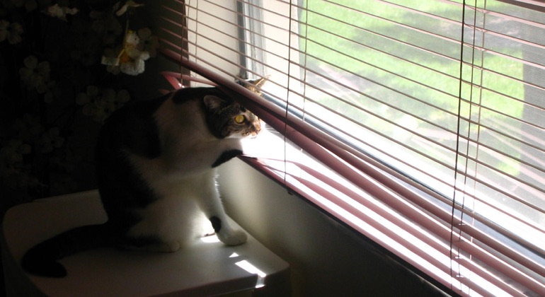 Cat peeking through aluminum blinds in Boston.